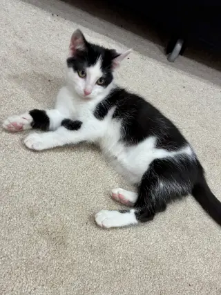 CAT - Nikita