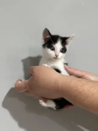 CAT - Nikita