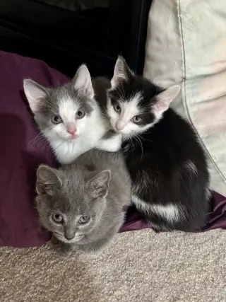 CAT - Nikita