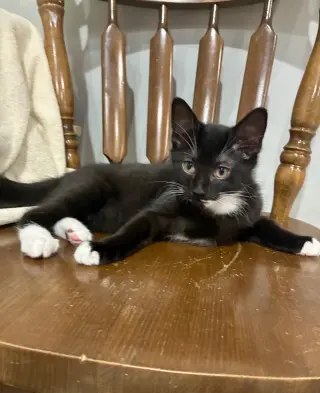 CAT - Nikolai