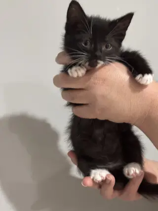 CAT - Nikolai