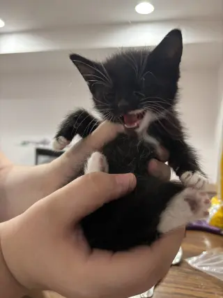 CAT - Nikolai