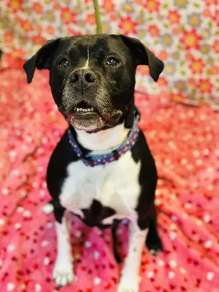Nala