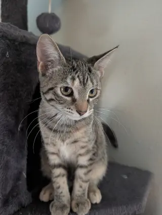 Louise