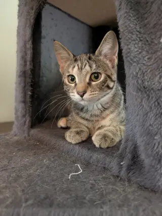 Louise