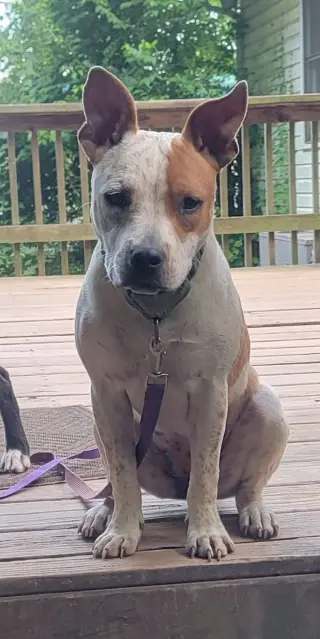 JoJo