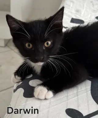 Darwin