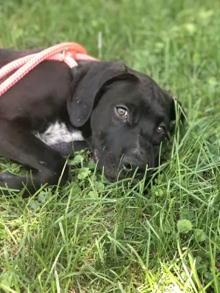 Finn