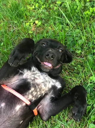 Finn