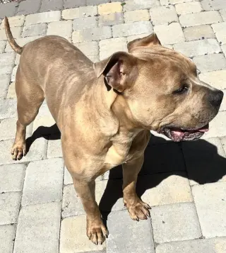 August Aka Auggie