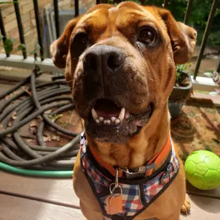 Toby