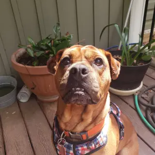 Toby