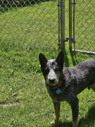 Alfred