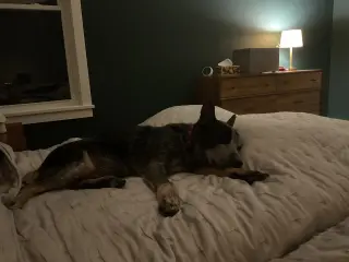 Alfred