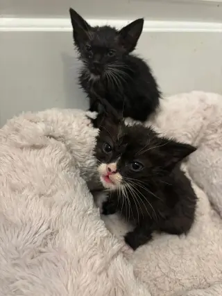 Kitten 2