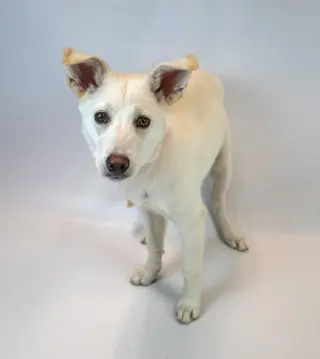 Jelly Bean