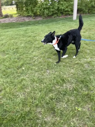 Jesse (a courtesy listing in Northern IL)