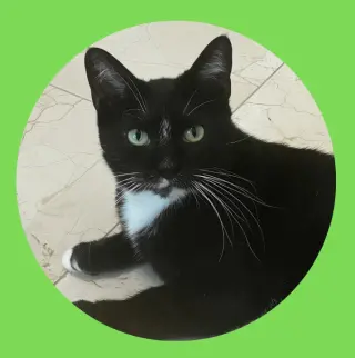 Nyxie