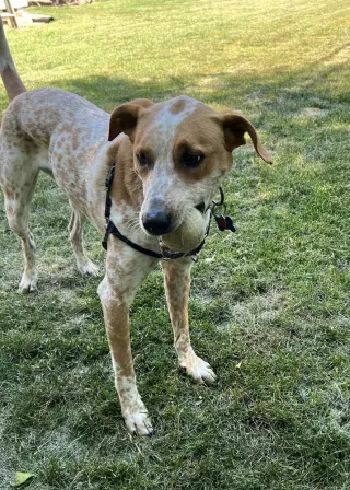 Jax