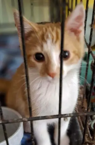 Cayenne