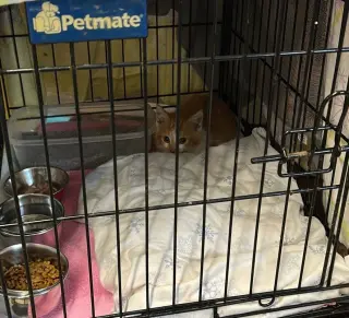 Cayenne