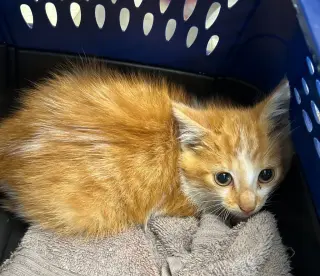 Cayenne