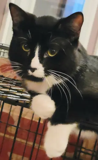 Atlas