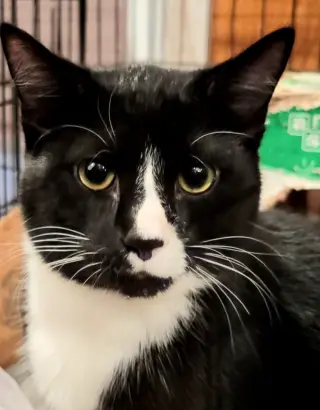 Atlas