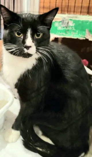 Atlas