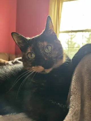 Cali the Emperor