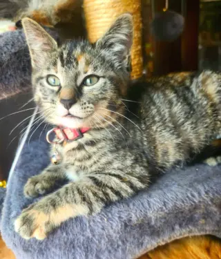 Miss Elsa