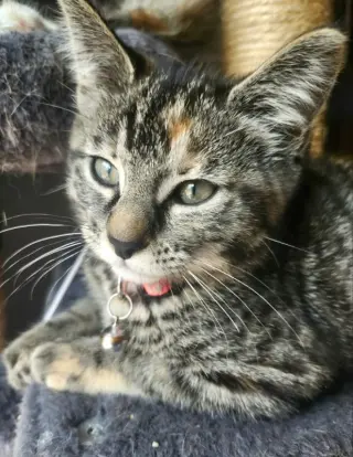 Miss Elsa
