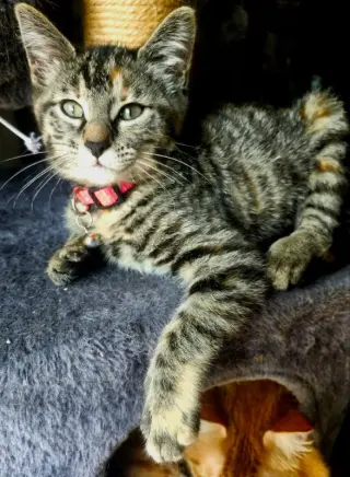 Miss Elsa