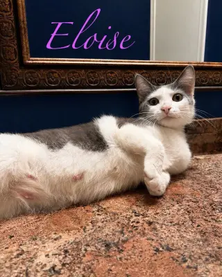 Eloise