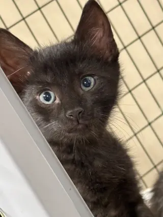 Explorer