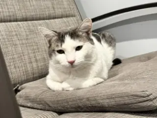 Putter