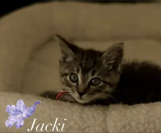 Jacki