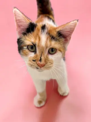 Seraphina