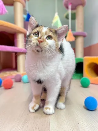 Seraphina