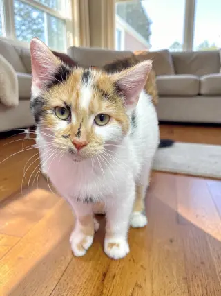 Seraphina