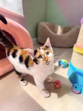 Seraphina