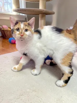 Seraphina