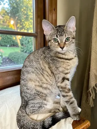 Piper