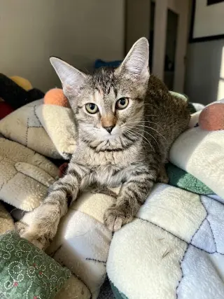 Pixel