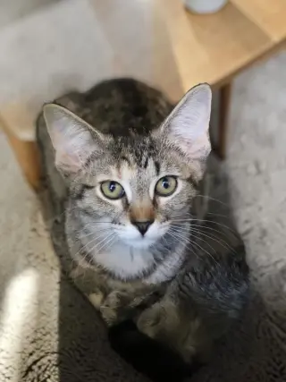 Pixel