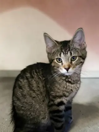 Pico
