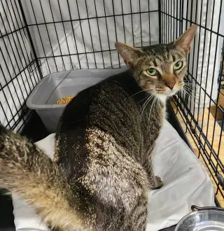 Meow Meow