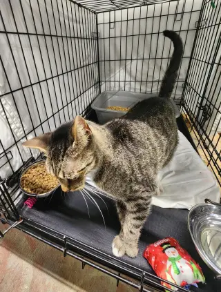 Meow Meow