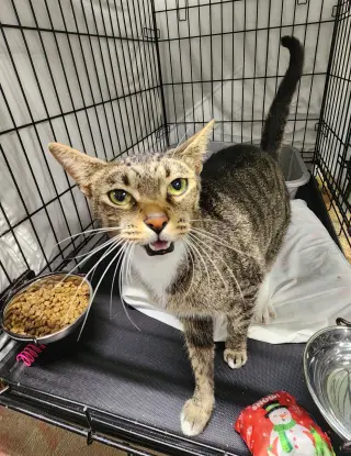Meow Meow