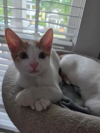 Pickles =^.^=